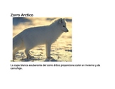 Animal Classification in Spanish