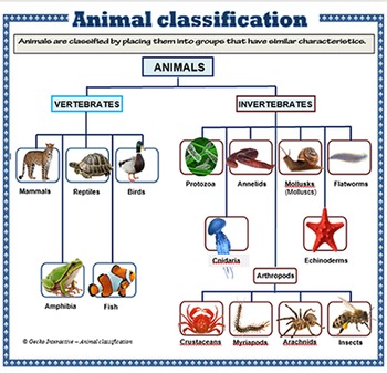 Animal Classification - poster set by Gecko Interactive | TpT