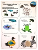 Animal Classifications Activity