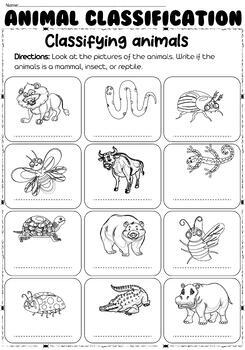 classification of animals worksheet