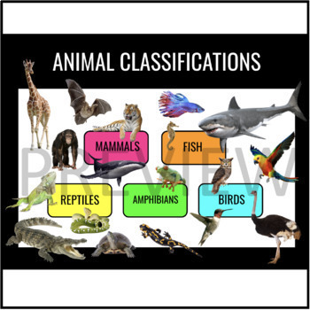 Preview of Animal Classifications PowerPoint 