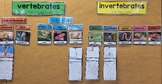 Animal Classifications (Vertebrates and Invertebrates)