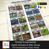 Animal Collective Names Activity, Where is my Group? Assoc