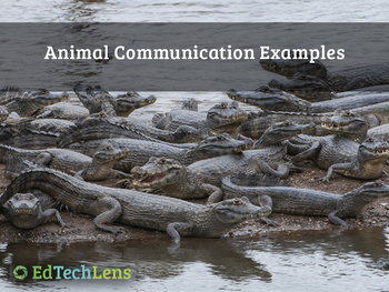 Preview of Animal Communication Examples Distance Learning PDF