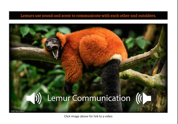 Animal Communication Examples Distance Learning PDF | TPT