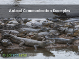 Animal Communication Examples Distance Learning PDF