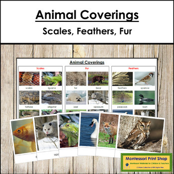 Preview of Animal Coverings (Scales, Feathers, and Fur) - Sorting Cards & Control Chart