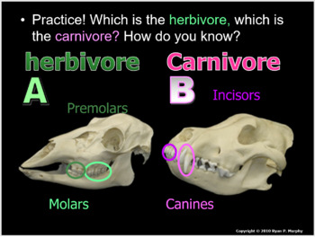 Animal Teeth Lesson by Science from Murf LLC | Teachers Pay Teachers