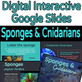 Animal Diversity Sponges & Cnidarians