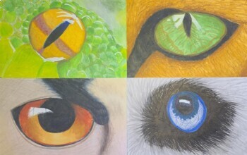 Animal Eyes Drawing Project for Art Class or Distance Learning with Power  Point