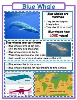 Animal Fact Sheets by Mrs Dysards Corner | Teachers Pay Teachers