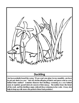 Animal Facts Coloring Pages by Brilliance Builders | TpT