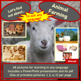 Animal Farming Livestock Picture cards Exploring