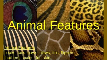 Preview of Animal Features:  pictures explain feathers, fur, scales, beaks, tails, etc