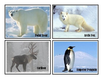 Animal Flashcards- Polar Region by Wacky Creations | TPT