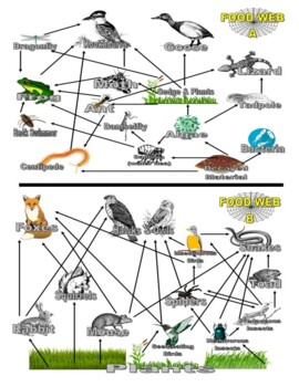 Animal Food Webs (Food Chains / Ecosystems / Diagram / Science / Sub)