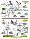 Animal Food Webs (Food Chains / Ecosystems / Diagram / Sci