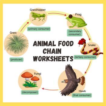 animal food chain