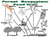 Animal Forest Food Web Diagram (Ecosystem / Environment / 