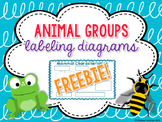 Animal Group Characteristics Labeling Diagrams FREEBIE!