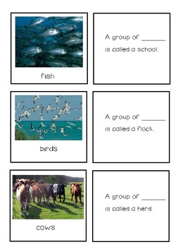 Animal Group Names Teaching Resources | TPT