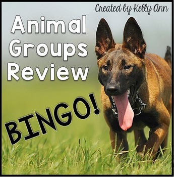 Preview of Animals Groups Review Bingo