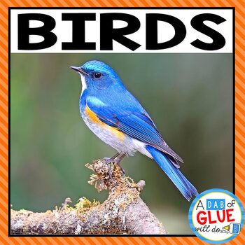 Preview of All About Birds | Animal Characteristics & Animal Classification | Birds Unit