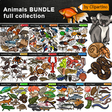Animal Groups Clip Art Bundle /Birds /Worms /Fish clip art