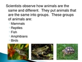 Animal Groups - Mammals