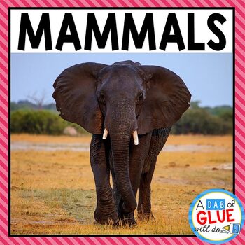 Preview of Mammals Unit: Activities & Worksheets | Animal Groups & Animal Classification