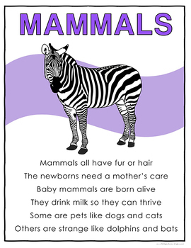 Animal Groups Posters by The Brighter Rewriter | TpT