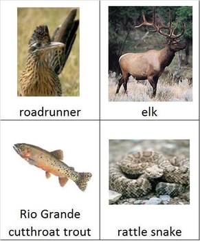 Preview of Animal Groups from New Mexico