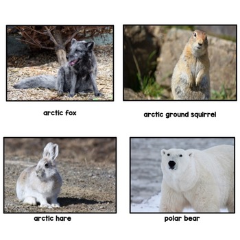 Animal Habitats| Arctic Tundra| Informational Text| Comprehension ...