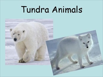 Animal Habitats: Tundra, Tropical Rain forest, Desert, and Grasslands