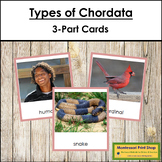 Animal Kingdom: Types of Chordata (color borders)