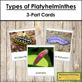 Animal Kingdom: Types of Platyhelminthes (color borders)