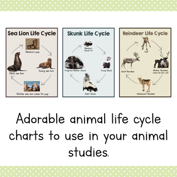 mammal life cycle diagram
