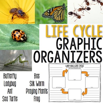 Preview of Animal Life Cycle Graphic Organizers Butterfly, Frog, Bee, Ant Insect