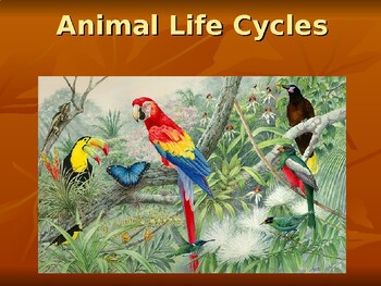 Preview of Animal Life Cycle Powerpoint Lesson
