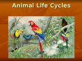 Animal Life Cycle Powerpoint Lesson