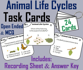 Preview of Animal Life Cycles Task Cards Activity: Butterfly, Frog, and Chicken