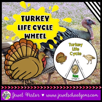 Preview of Animal Life Cycle Thanksgiving Science Activities | Life Cycle of a Turkey Craft