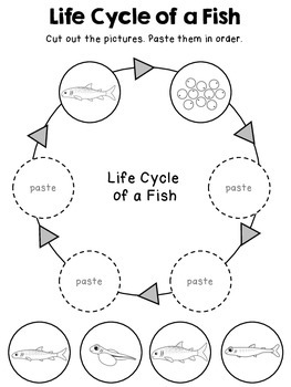 Animal Life Cycles Posters & Worksheets by United Teaching | TpT
