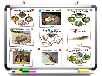 Animal Life Cycles Worksheets and Printables by eduvideoTPT | TpT