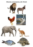 Animal Measurement