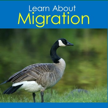 MIGRATE ANIMAL MIGRATION | PowerPoint Activity Kindergarten 1st 2nd 3rd 4th  PPT
