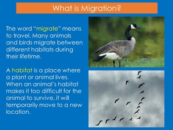 MIGRATE ANIMAL MIGRATION | PowerPoint Activity Kindergarten 1st 2nd 3rd 4th  PPT
