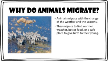 Animal Migration PowerPoint Presentation Slideshow by Kickin' It In K6