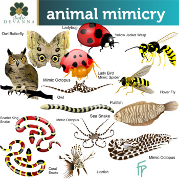 Animal Mimicry Clipart by Studio Devanna | TPT