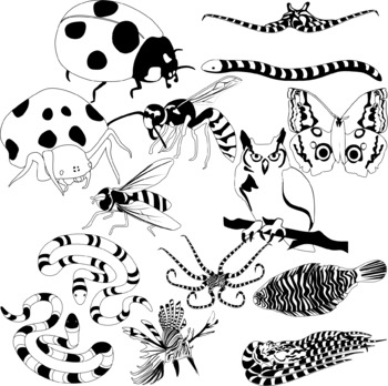 Animal Adaptations Clip Art Set by Studio Devanna